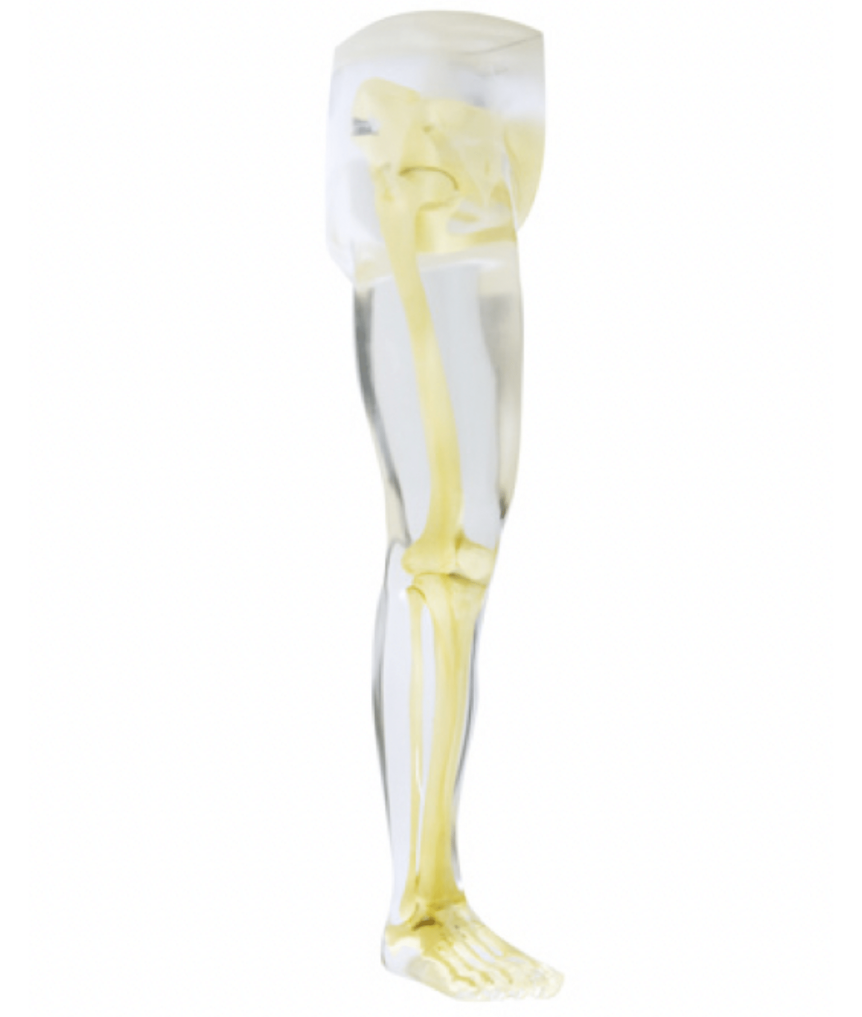 Leg & Hip Phantom