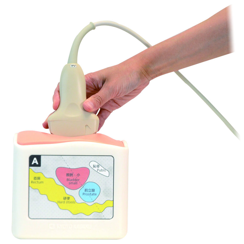 Rectal and Bladder Ultrasound Phantom